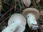 Barnanyálkás csigagomba (Hygrophorus latitabundus), Balaton-felvidék
